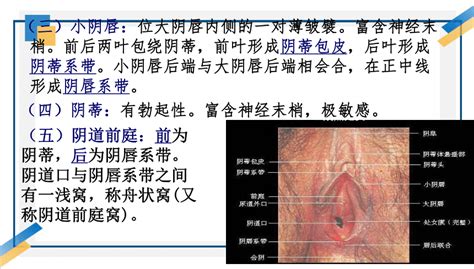 女人的生殖器